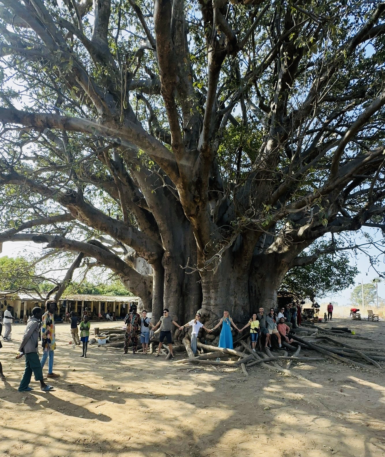Un gruppo di turisti italiani e persone locali si tengono per mano attorno a un gigantesco albero di baobab in Senegal