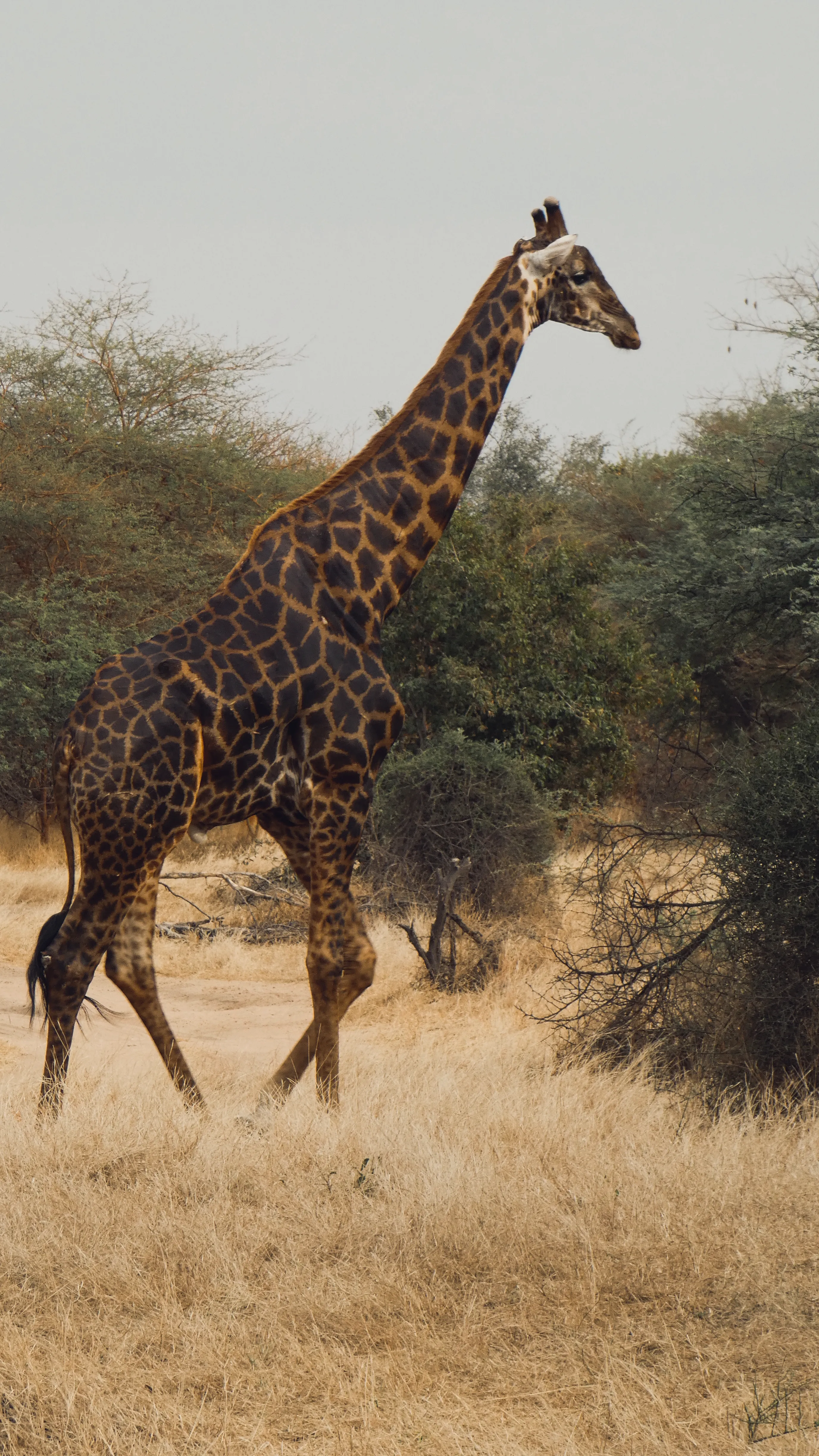 Due giraffe camminano nella savana vicino a un albero di baobab nella Riserva di Bandia in Senegal