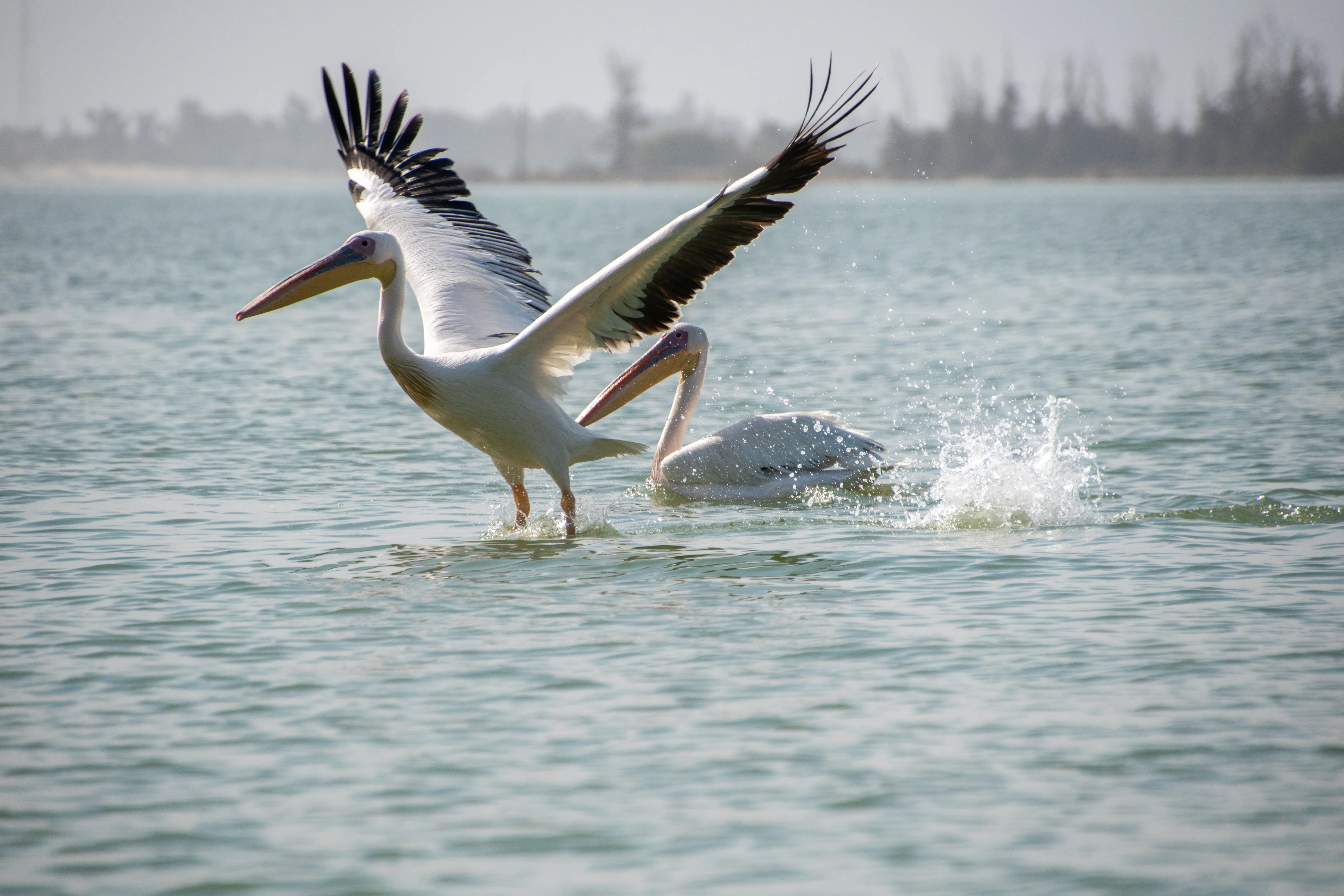 Un pellicano bianco che spicca il volo dall'acqua nella Langue de Barbarie